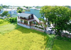 Nhà phố tràn ngập mảng xanh từ đồng lúa, hàng sưa