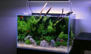 Hướng dẫn chăm sóc bể cá thủy sinh tại nhà