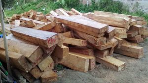 Gỗ pơ mu là gỗ gì?